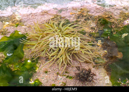 sea anemones (Actiniaria), in a rockpool, Portugal, Algarve Stock Photo ...