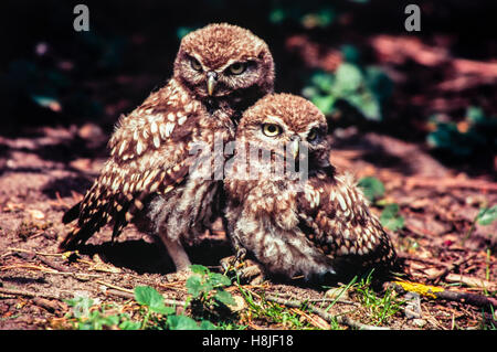 Little owl chicks [Athene noctua] playing on the ground.