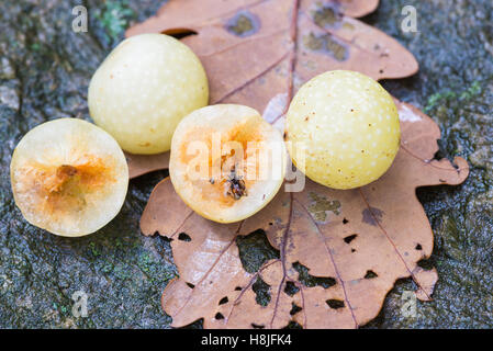 Galls of the Cynips quercusfolii and gall wasp on oak leaf Stock Photo