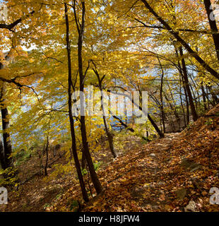 Autumn colors of maple trees along the Mississippi River Gorge in Minneapolis, Minnesota Stock Photo