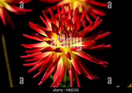 dahlia weston spanish dancer cactus dahlias red yellow double blooms flower flowers flowering RM Floral Stock Photo