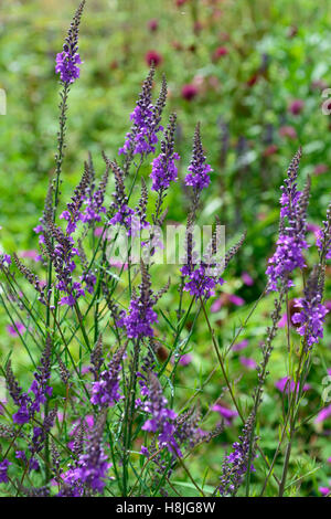Linaria purpurea Purple toadflax flower flowers flowering spike perennial plant clump forming RM Floral Stock Photo