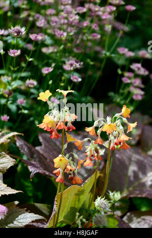 primula florindae orange form purple astrantia Giant Himalayan Cowslip colour scheme combination garden RM Floral Stock Photo