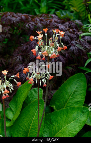 primula florindae orange form purple acer palmatum Giant Himalayan Cowslip colour scheme combination garden RM Floral Stock Photo