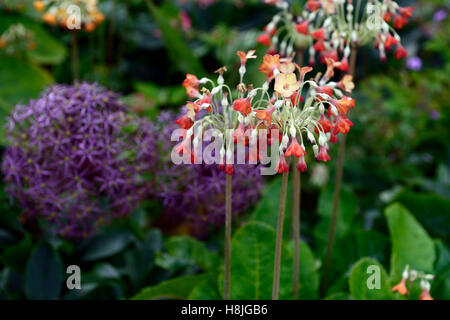 primula florindae orange form purple allium globemaster Giant Himalayan Cowslip colour scheme combination garden RM Floral Stock Photo