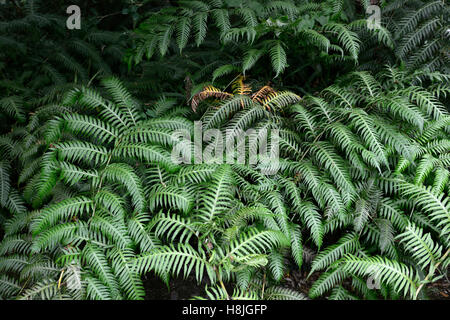 Woodwardia radicans Blechnum Blechnaceae family rooting chainfern chain fern green fronds RM Floral Stock Photo
