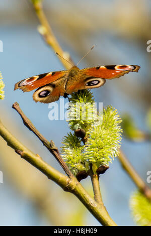 Butterfly with spread wings sitting on a closed blossom in spring Stock Photo