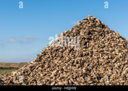 sugar beet heap on autumn field Stock Photo