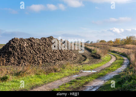 sugar beet heap on autumn field Stock Photo