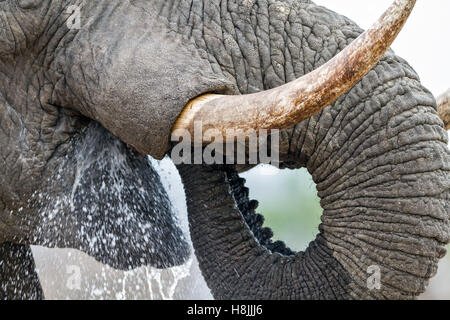 Part of a series of images documenting the complex social interactions of the African elephant when they gather to drink.