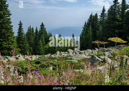 View of stone river big granite stones on rocky river from a distance in  Vitosha national park mountain, Bulgaria Stock Photo