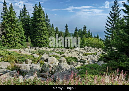 View of stone river big granite stones on rocky river from a distance in  Vitosha national park mountain, Bulgaria Stock Photo