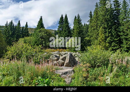 View of stone river big granite stones on rocky river from a distance in  Vitosha national park mountain, Bulgaria Stock Photo