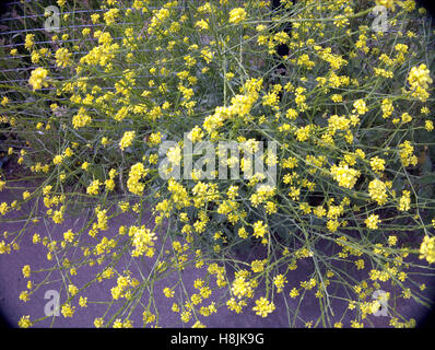 flowers in close up Stock Photo