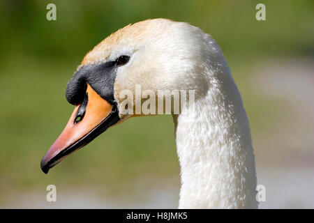 Head of immature Mute Swan, close up profile Stock Photo