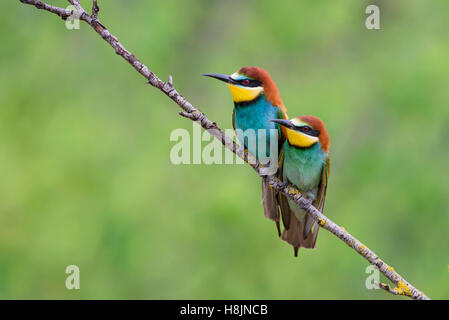 Bienenfresser, European bee eater pair, Merops apiaster Stock Photo