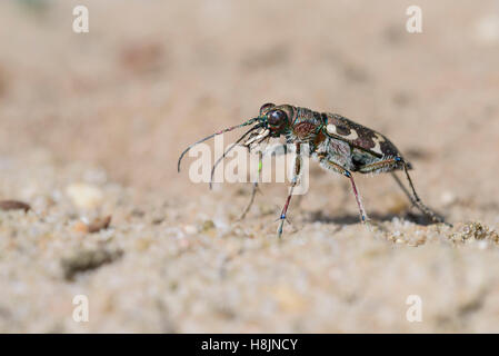 Duenen-Sandlaufkaefer, Cicindela hybrida, Northern Dune Tiger Beetle Stock Photo