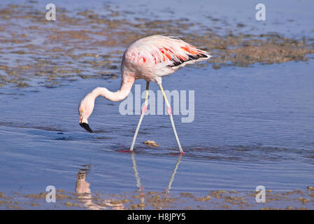 James' Flamingo (Phoenicoparrus jamesi) feeding on a salty lake in the desert. Stock Photo