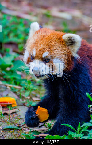 Red panda (Ailurus fulgens) or lesser panda eating pumpkins Stock Photo