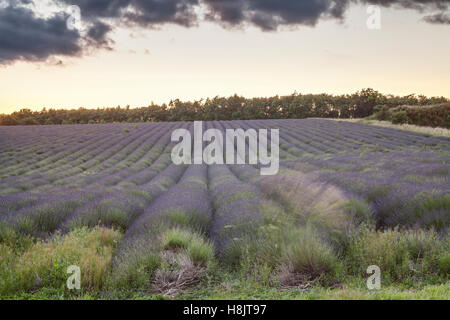 Lavender fields near to Snowshill, Cotswolds. Stock Photo