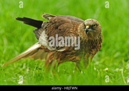 Male of Marsh Harrier (Circus aeruginosus) on a summer meadow.Poland,Bory Tucholskie National Park.Close , horizontal view with Stock Photo