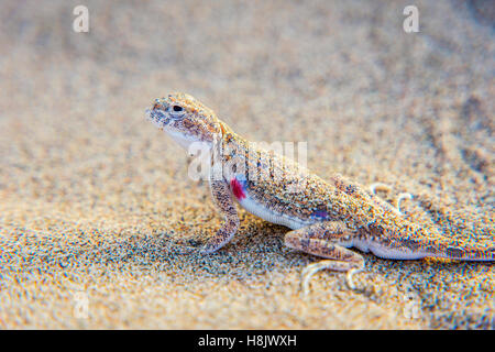 Lizard hiding in the sand in Gobi desert, China Stock Photo
