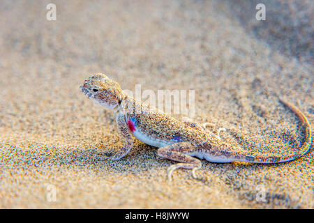 Lizard hiding in the sand in Gobi desert, China Stock Photo