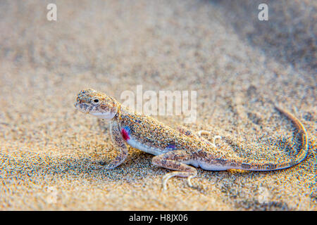 Lizard hiding in the sand in Gobi desert, China Stock Photo