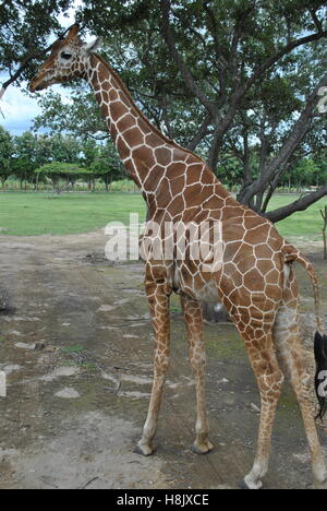 Giraffe up close and personal taken from a vehicle Stock Photo