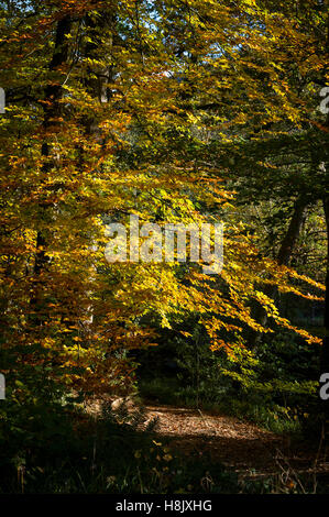 Autumn colours on the leaves of a common beech tree in Dunsford Wood, Devon, UK. Stock Photo