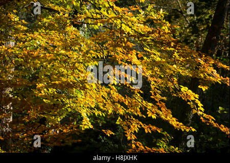 Autumn colours on the leaves of a common beech tree in Dunsford Wood, Devon, UK. Stock Photo