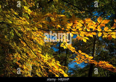 Autumn colours on the leaves of a common beech tree in Dunsford Wood, Devon, UK. Stock Photo