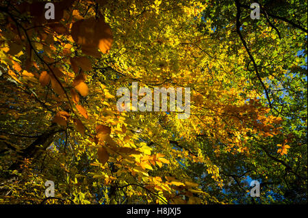 Autumn colours on the leaves of a common beech tree in Dunsford Wood, Devon, UK. Stock Photo