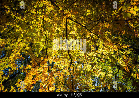 Autumn colours on the leaves of a common beech tree in Dunsford Wood, Devon, UK. Stock Photo