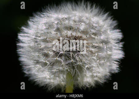 White Fluff of Dandelion Seeds. Reproduction of Plants Stock Photo - Image  of soft, blossom: 151784056, White Fluff