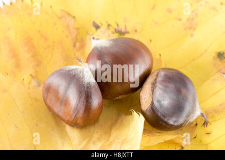 Chestnuts on autumn leaves Stock Photo