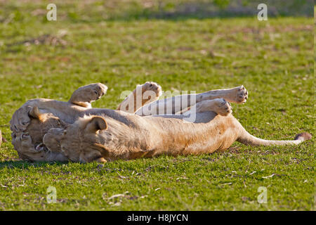 Two sub adult lions PANTHERA LEO romping Stock Photo