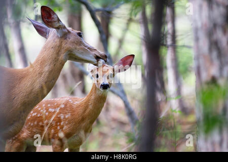 White-tailed deer cleaning her fawn's ear in springtime in Canada Stock Photo