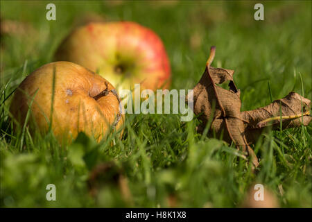 Some rotting apples sitting on a lawn. Stock Photo