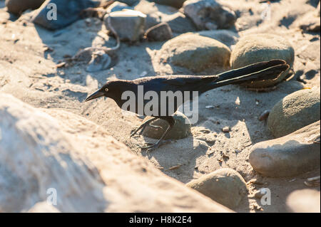 Marine bird in search of food at Ventura beach. Stock Photo