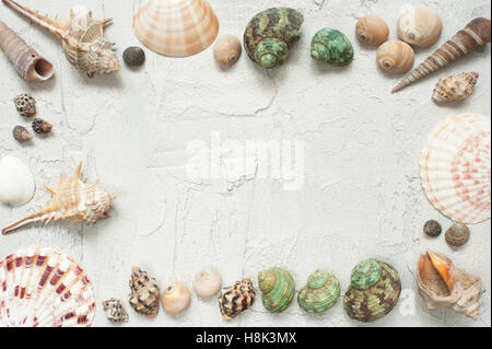 Frame of shells and starfishes on the light textured background Stock Photo