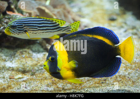 Scribbled angelfish (Chaetodontoplus duboulayi), also known as the Duboulay's angelfish. Stock Photo