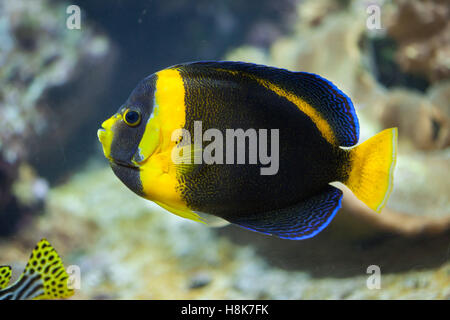 Scribbled angelfish (Chaetodontoplus duboulayi), also known as the Duboulay's angelfish. Stock Photo