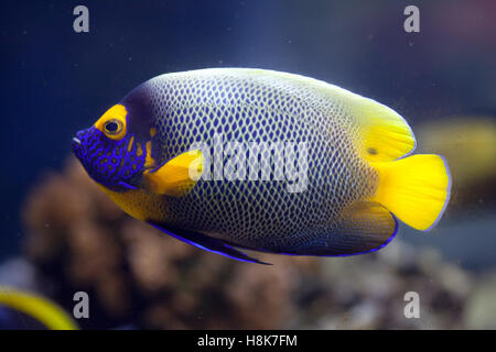 Yellow-faced angelfish (Pomacanthus xanthometopon), also known as the blue-faced angelfish. Stock Photo