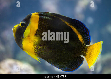 Scribbled angelfish (Chaetodontoplus duboulayi), also known as the Duboulay's angelfish. Stock Photo