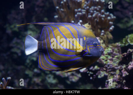 Blue ring angelfish (Pomacanthus annularis). Marine fish. Stock Photo