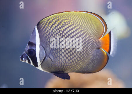 Red-tailed butterflyfish (Chaetodon collare), also known as the Pakistani butterflyfish. Stock Photo