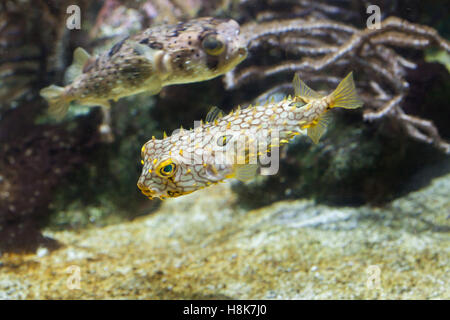 Striped burrfish (Chilomycterus schoepfi), also known as the spiny boxfish, and longspined porcupinefish (Diodon holocanthus), also known as the freckled porcupinefish. Stock Photo