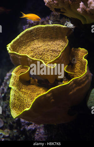 Yellow scroll coral (Turbinaria reniformis), also known as the yellow lettuce coral, and sea goldie (Pseudanthias squamipinnis), also known as the lyretail anthias. Stock Photo