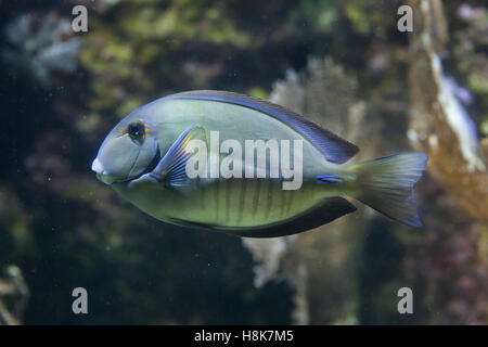 Doctorfish (Acanthurus chirurgus), also known as the doctorfish tang. Stock Photo